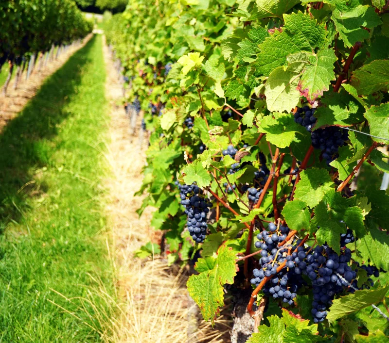 Careers in Vegetable Farming